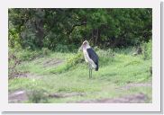 08AkageraAllDayGameDrive - 114 * Marabou Stork.